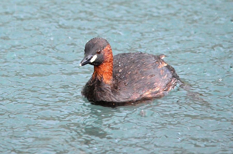 Tragedia consumatasi nell''indifferenza dei pi�