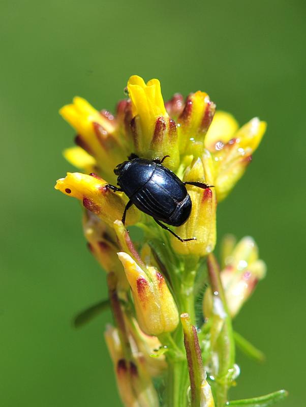 Da identificare: Hister o Margarinotus...?