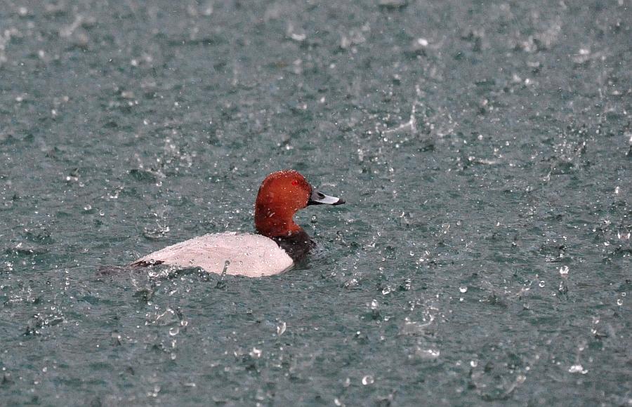 Tragedia consumatasi nell''indifferenza dei pi�