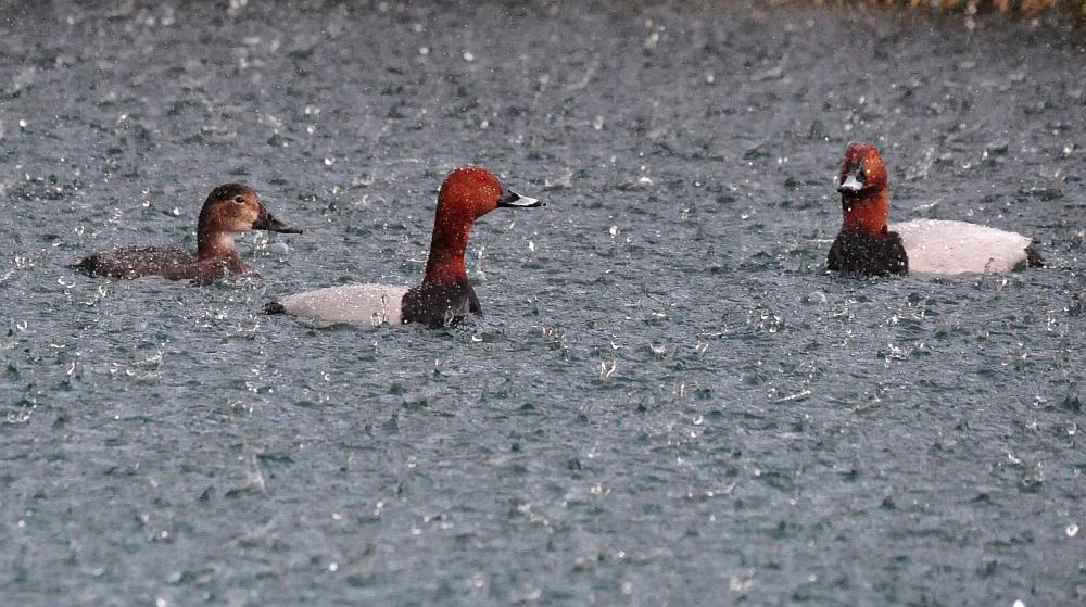 Tragedia consumatasi nell''indifferenza dei pi�