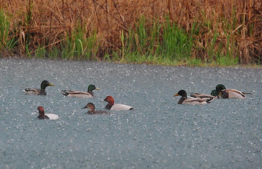 Tragedia consumatasi nell''indifferenza dei pi�