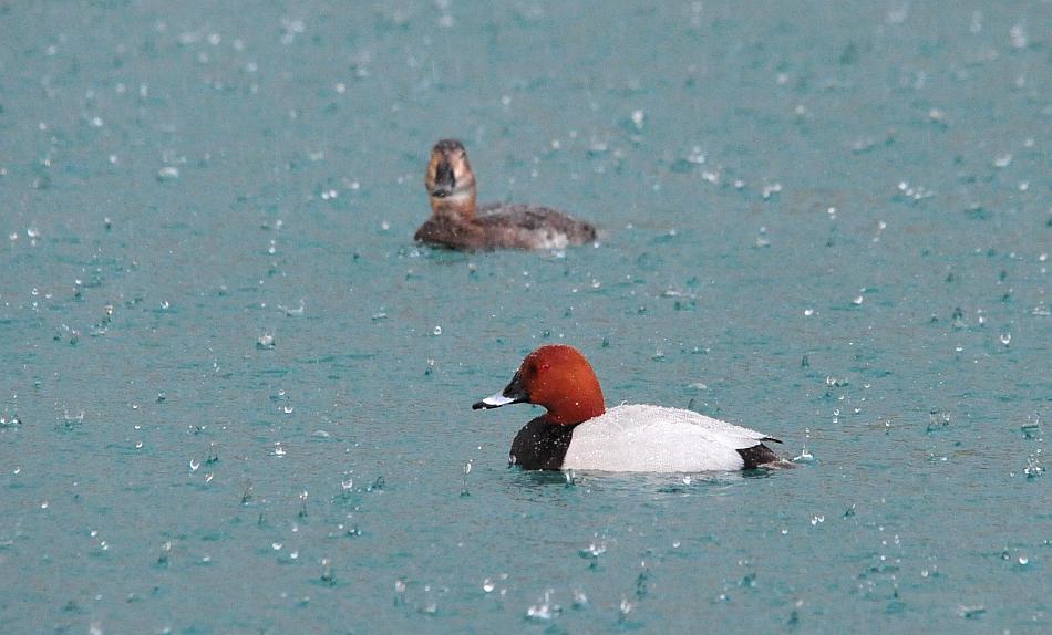Tragedia consumatasi nell''indifferenza dei pi�