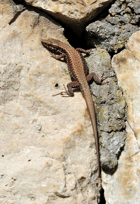 Podarcis muralis?