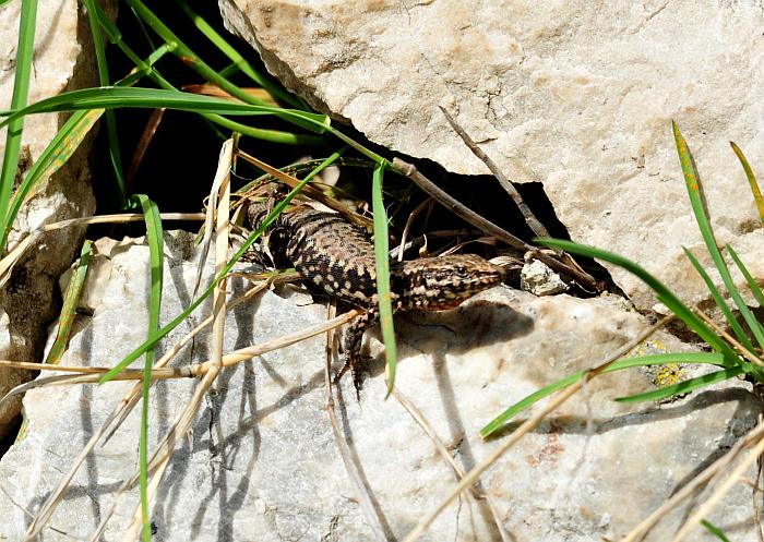 Podarcis muralis?