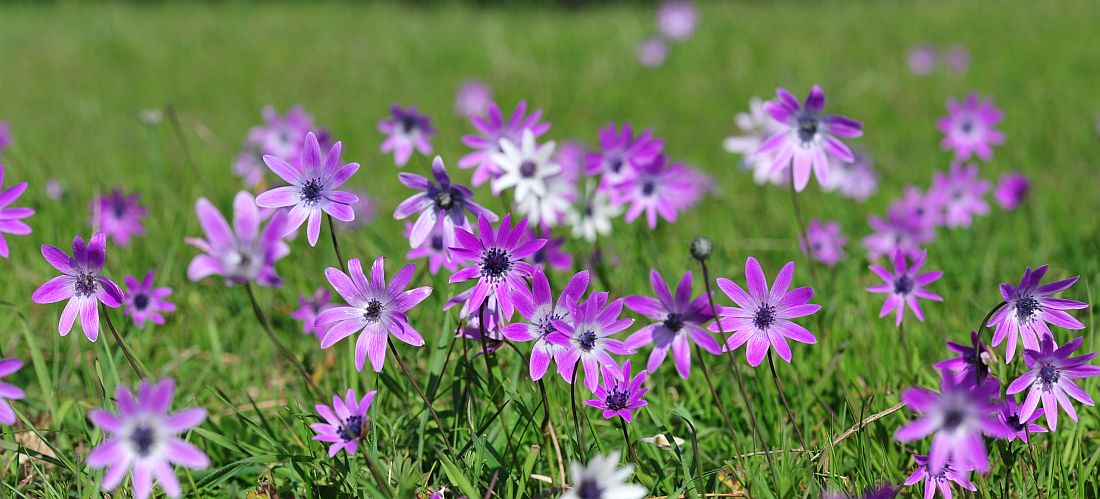 Le ultime arrivate tra le piante gi� fiorite