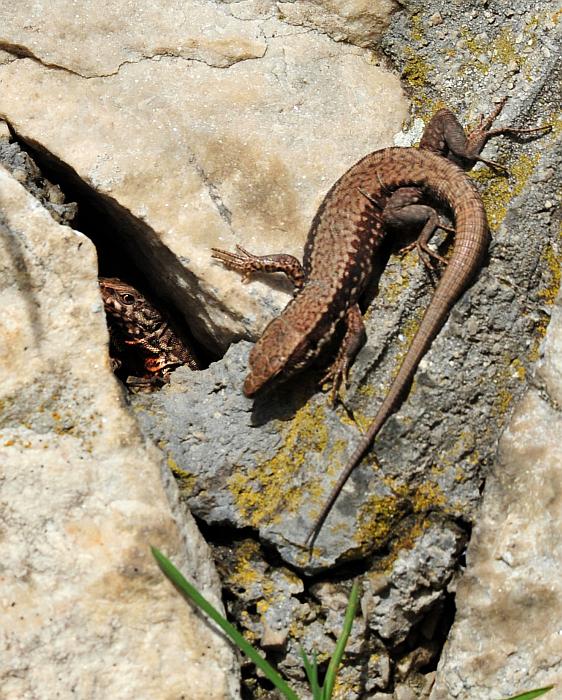 Podarcis muralis?