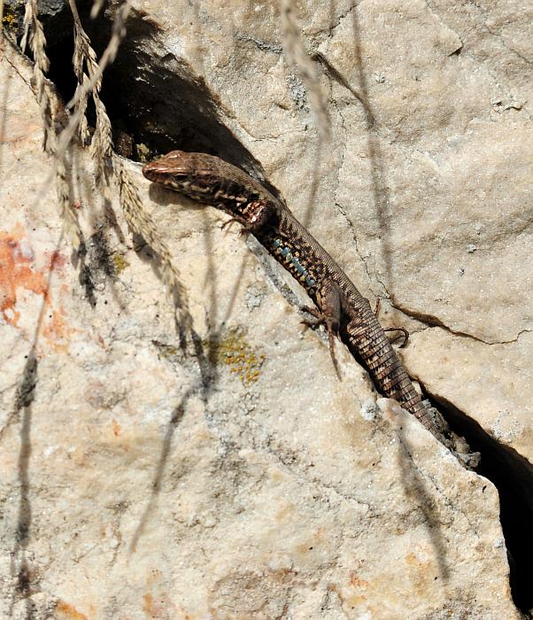 Podarcis muralis?