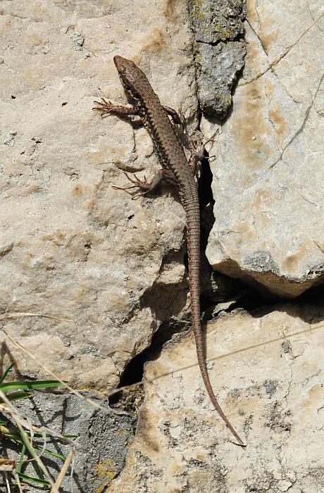 Podarcis muralis?