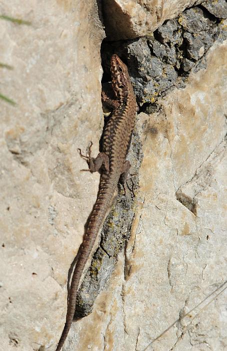 Podarcis muralis?