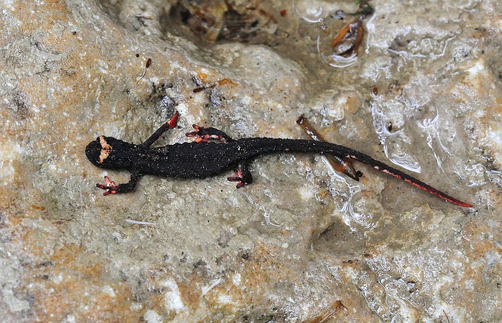 Salamandrina perspicillata nel PNALM
