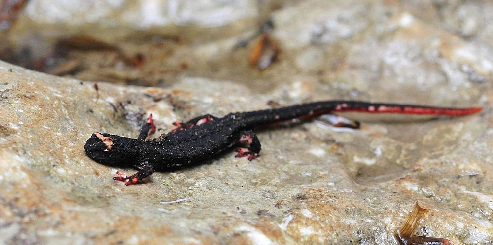 Salamandrina perspicillata nel PNALM