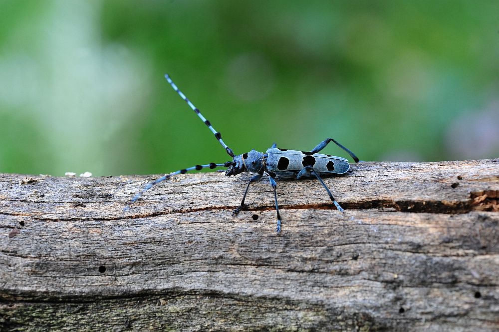 Rosalia alpina in accoppiamento