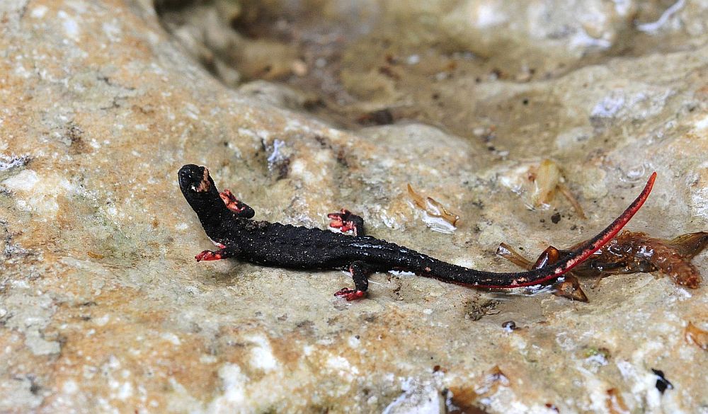 Salamandrina perspicillata nel PNALM