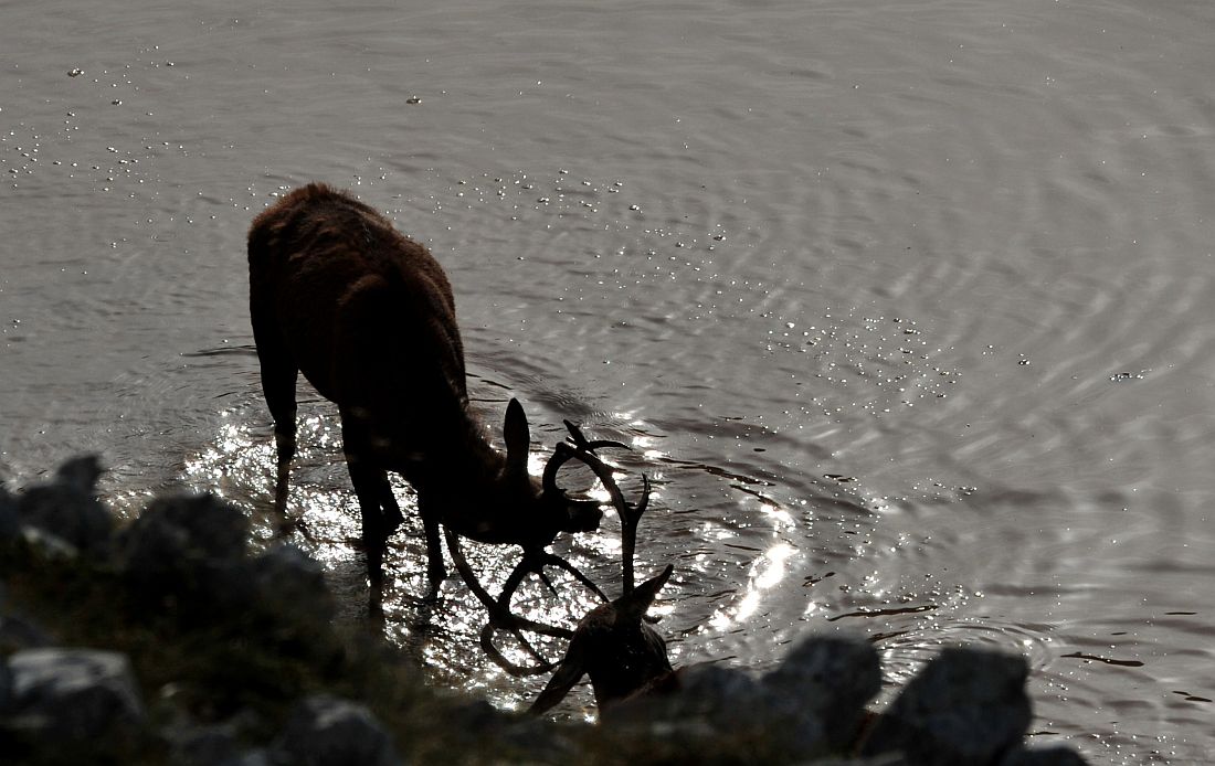 Combattimento in acqua