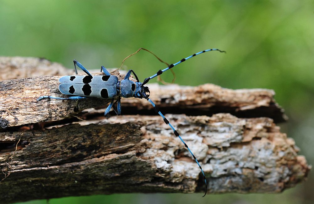 Rosalia alpina in accoppiamento