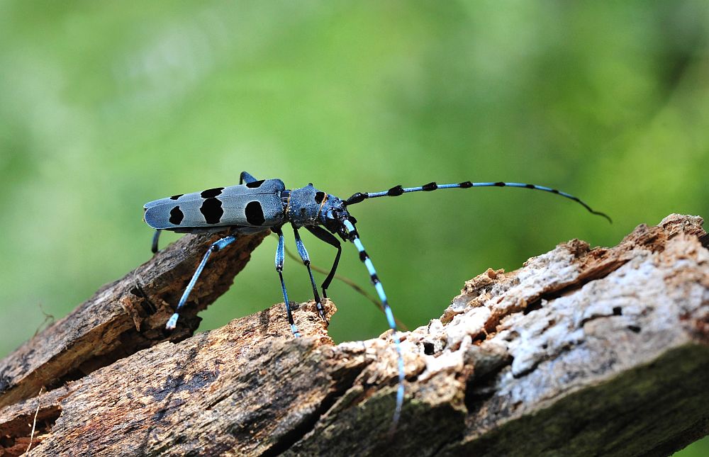 Rosalia alpina in accoppiamento