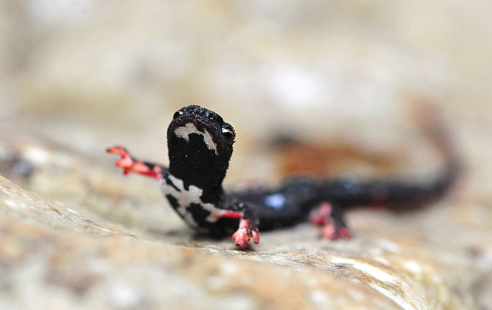 Salamandrina perspicillata nel PNALM