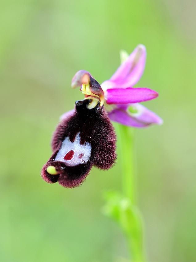 Ophrys bertolonii?