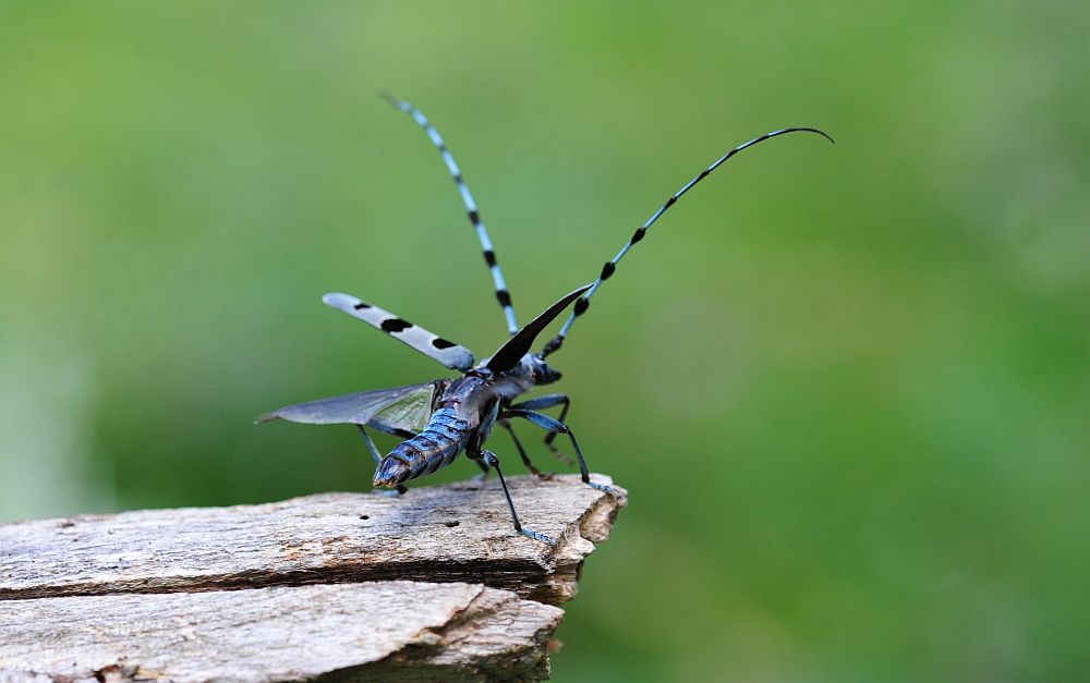 Rosalia alpina in accoppiamento