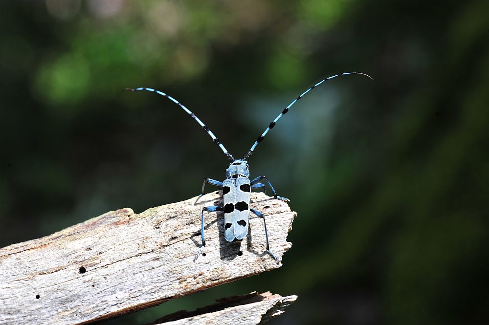 Rosalia alpina in accoppiamento