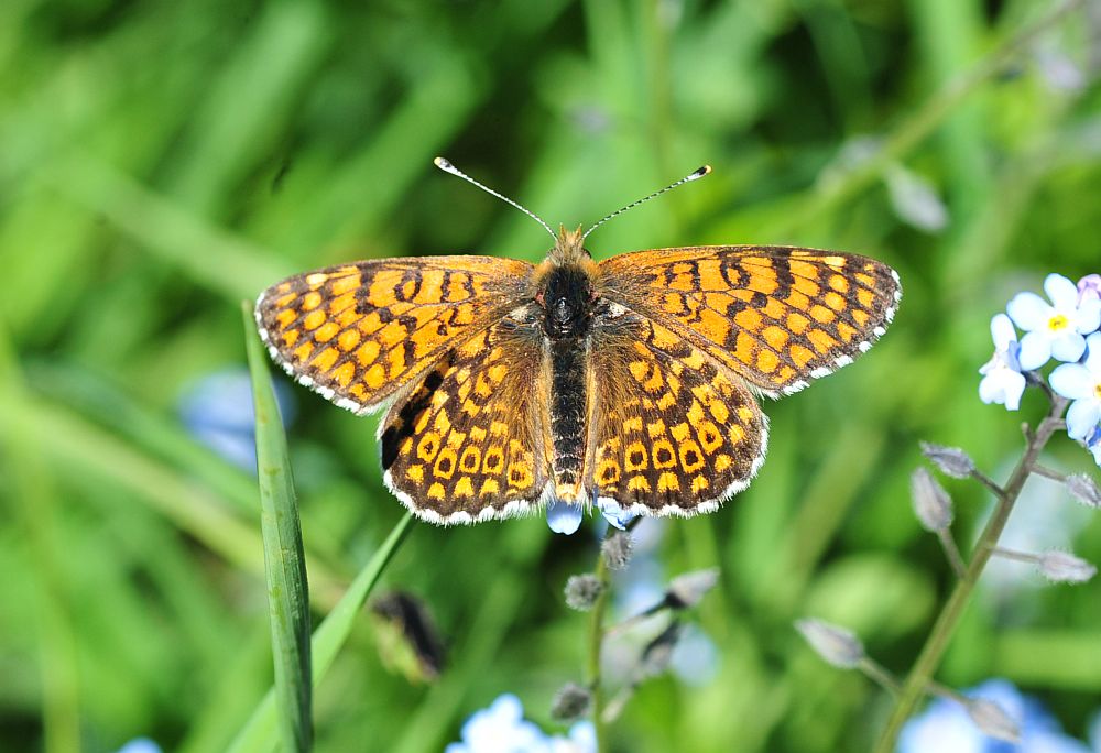 Melitaea ...