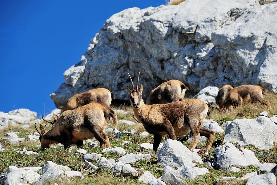 Camoscio d''Abruzzo Rupicapra pyrenaica ornata