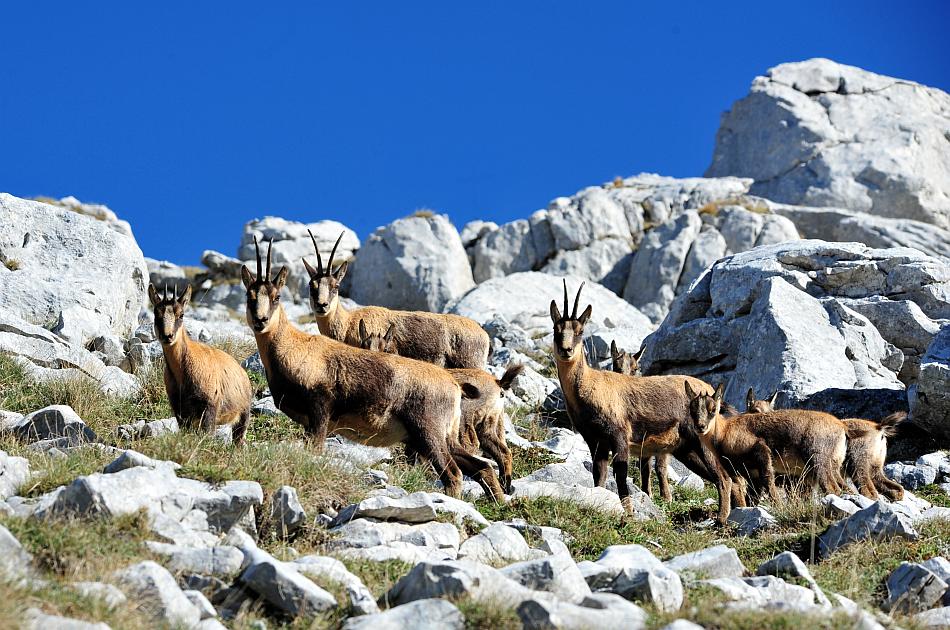 Camoscio d''Abruzzo Rupicapra pyrenaica ornata