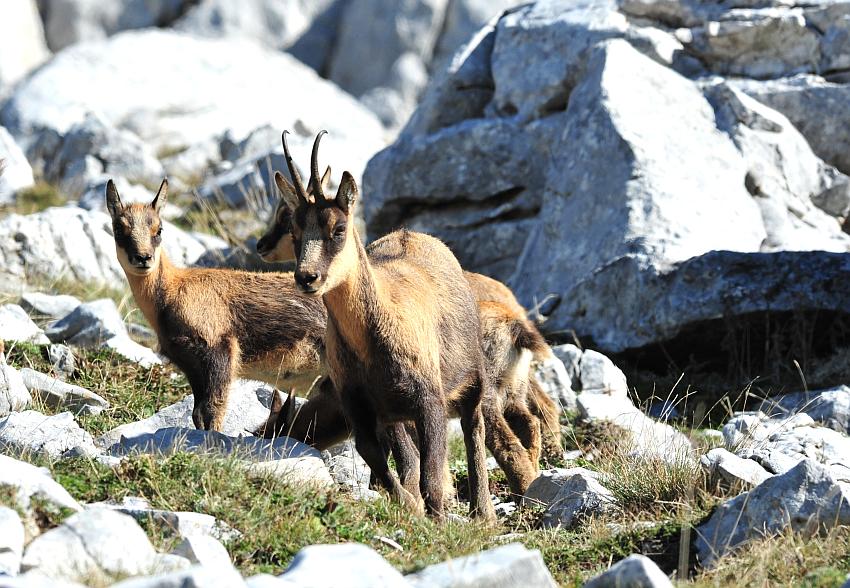 Camoscio d''Abruzzo Rupicapra pyrenaica ornata