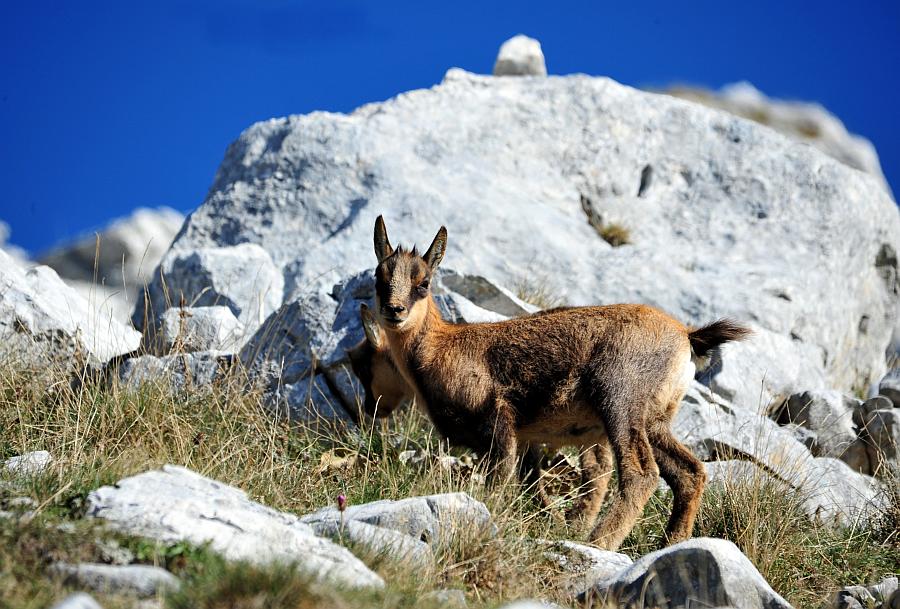 Camoscio d''Abruzzo Rupicapra pyrenaica ornata