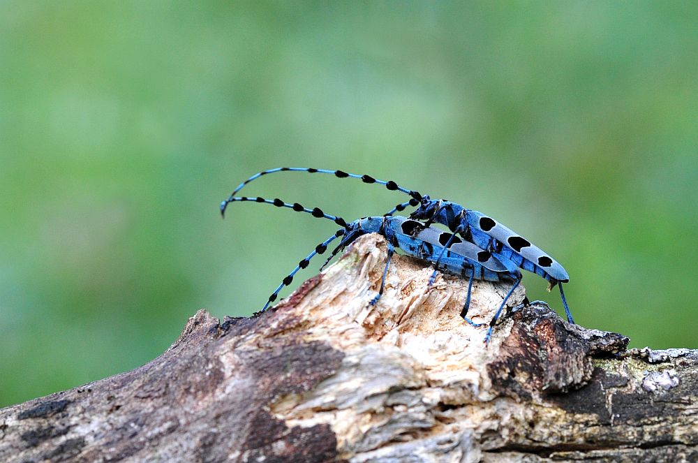 Rosalia alpina in accoppiamento