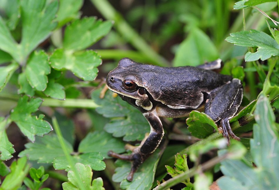 Hyla intermedia di colore nero?