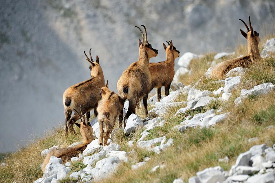 Camoscio d''Abruzzo Rupicapra pyrenaica ornata