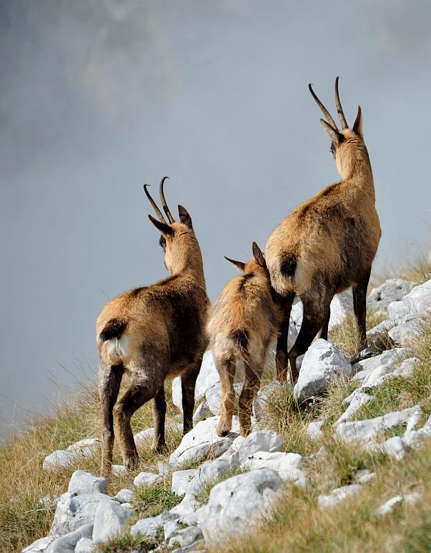 Camoscio d''Abruzzo Rupicapra pyrenaica ornata