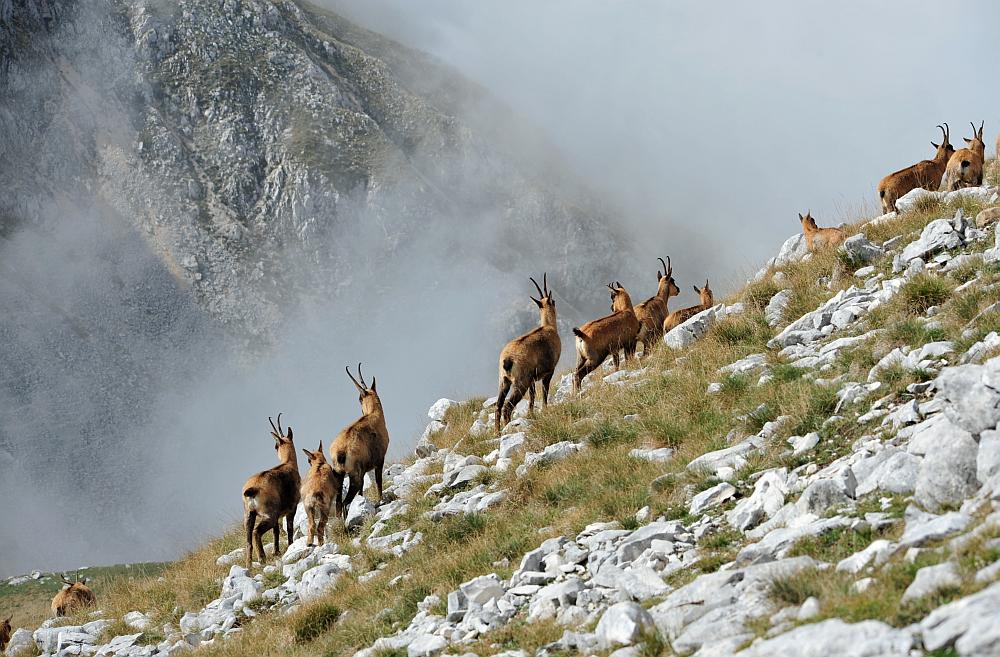 Camoscio d''Abruzzo Rupicapra pyrenaica ornata