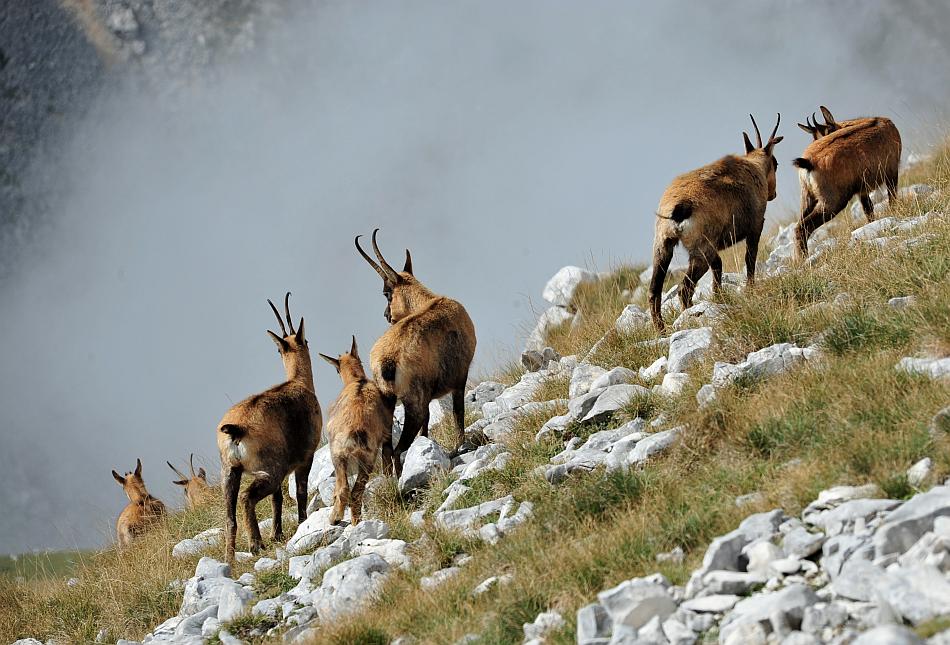 Camoscio d''Abruzzo Rupicapra pyrenaica ornata