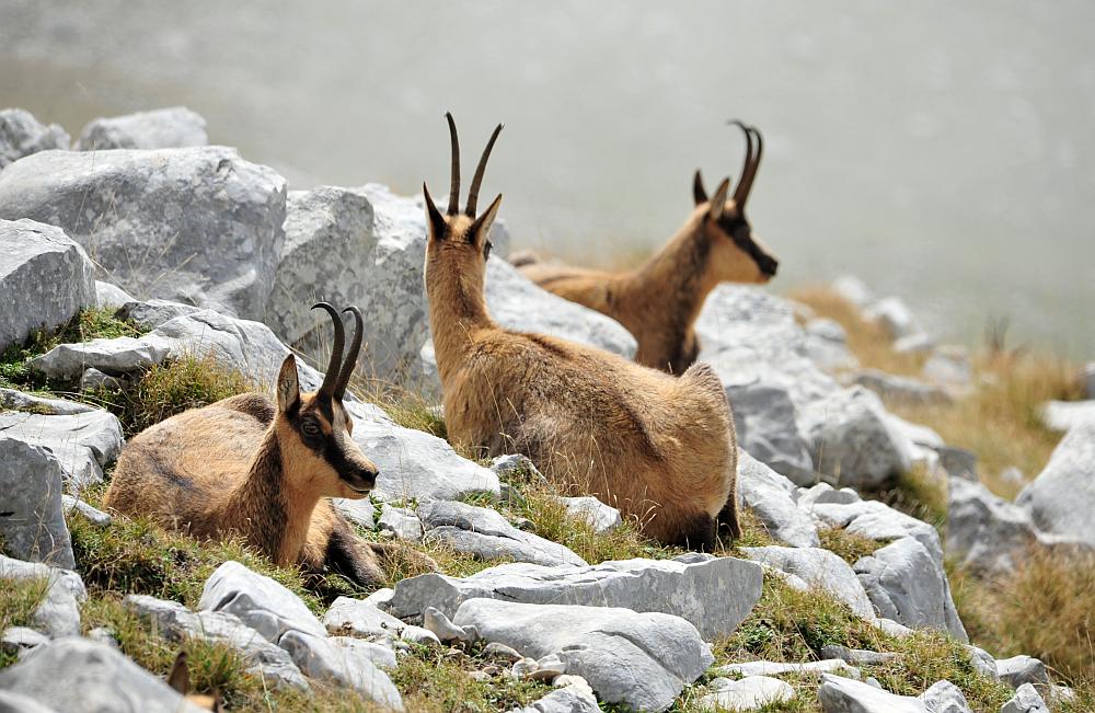 Camoscio d''Abruzzo Rupicapra pyrenaica ornata