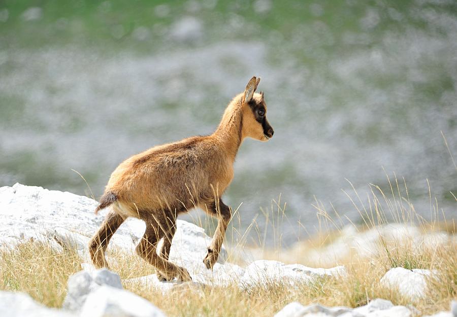 Camoscio d''Abruzzo Rupicapra pyrenaica ornata
