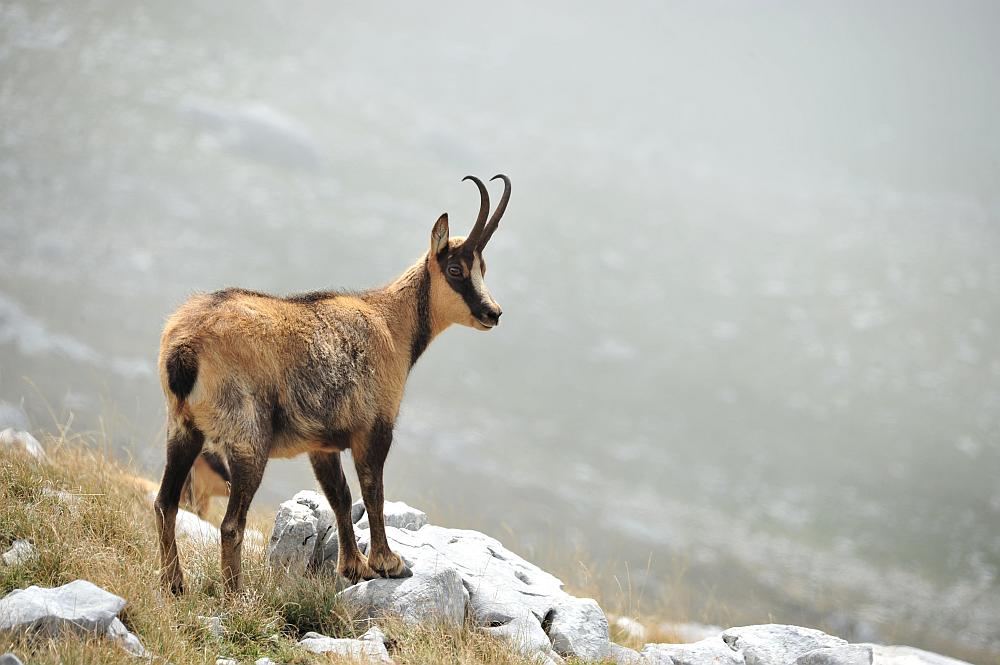 Camoscio d''Abruzzo Rupicapra pyrenaica ornata