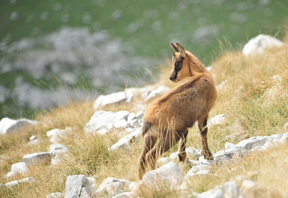 Camoscio d''Abruzzo Rupicapra pyrenaica ornata