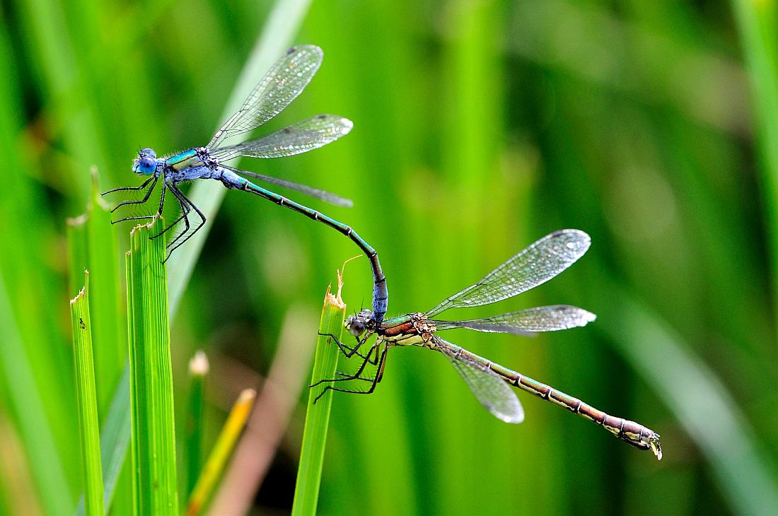 Libellule da identificare