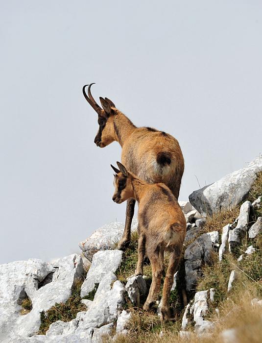 Camoscio d''Abruzzo Rupicapra pyrenaica ornata