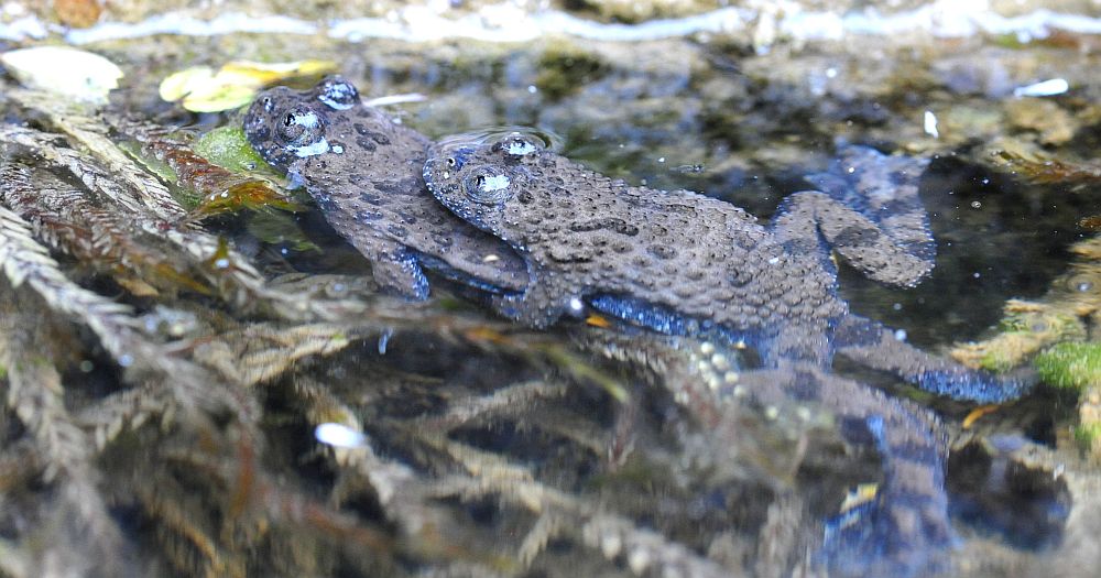 Ululone appenninico