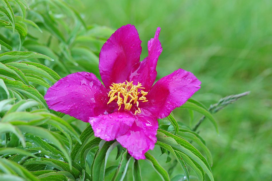 Paeonia officinalis subsp. italica / Peonia italica