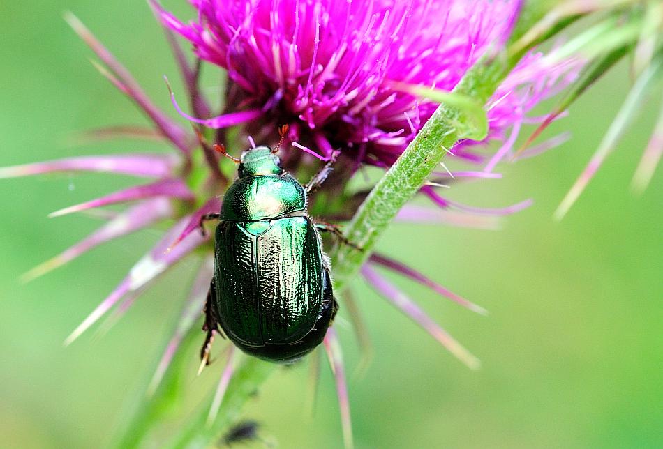 Da identificare - Mimela junii ssp. junii (cfr.)