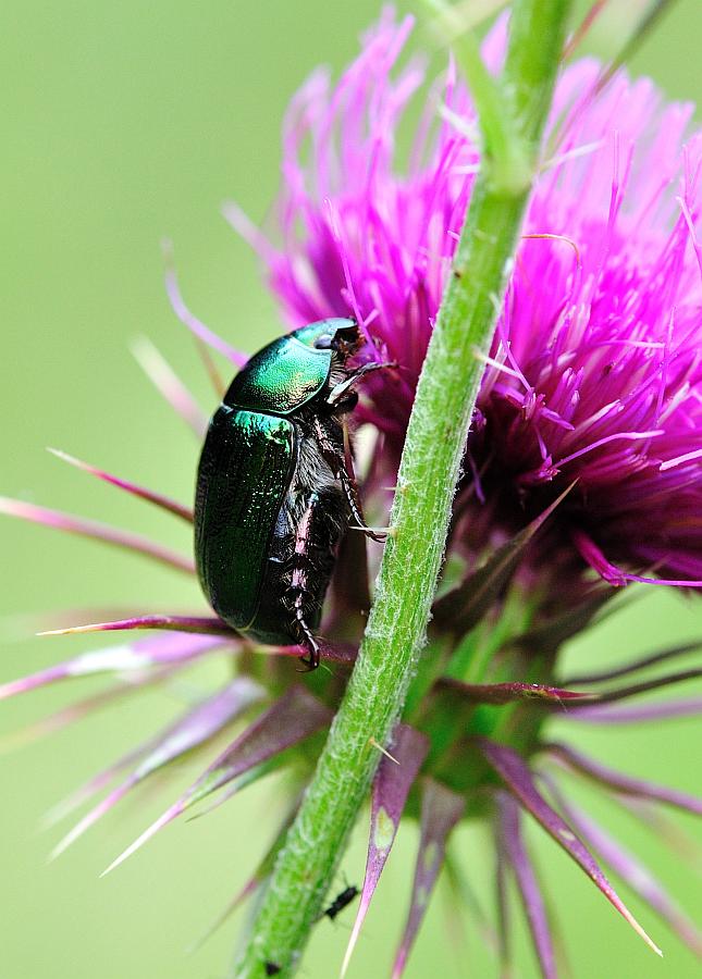 Da identificare - Mimela junii ssp. junii (cfr.)