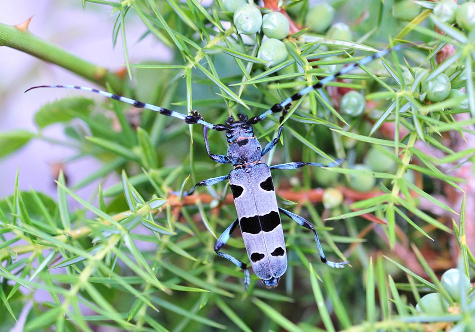 Rosalia alpina in accoppiamento