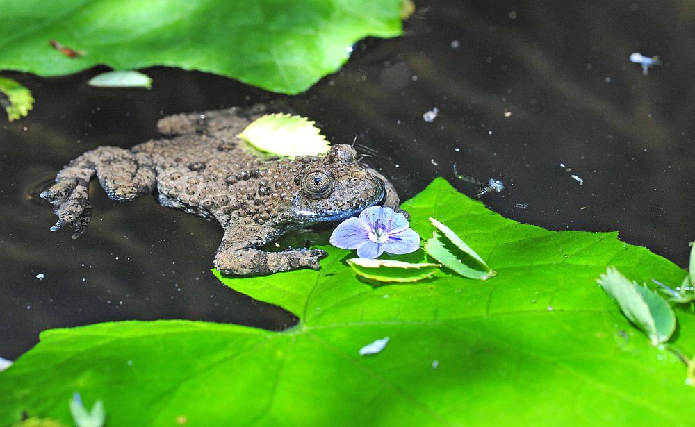 Ululone appenninico