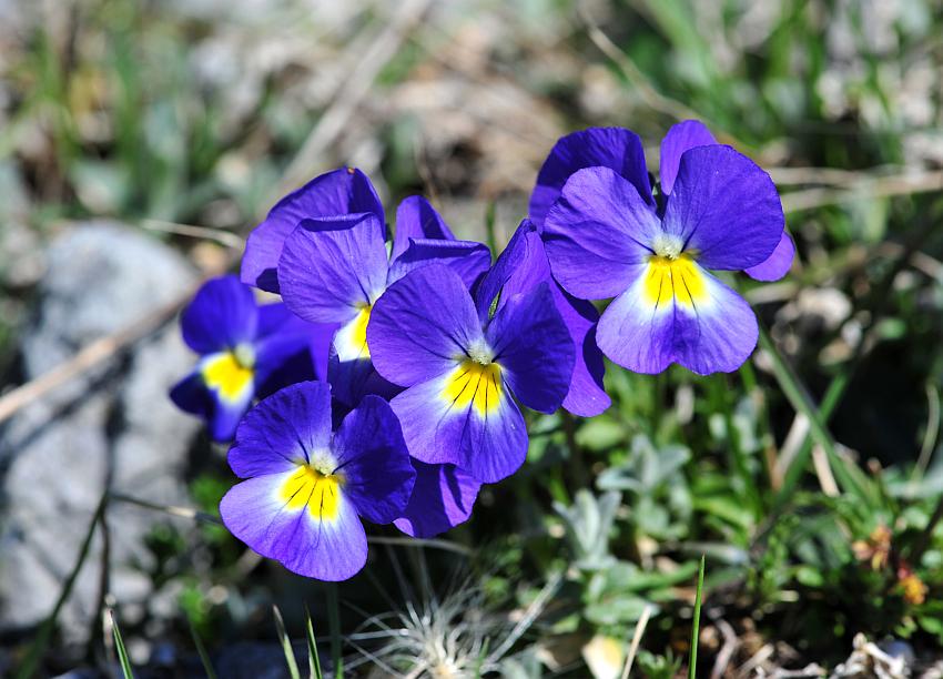 Le ultime arrivate tra le piante gi� fiorite