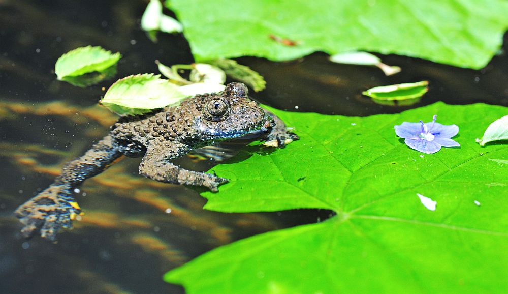 Ululone appenninico