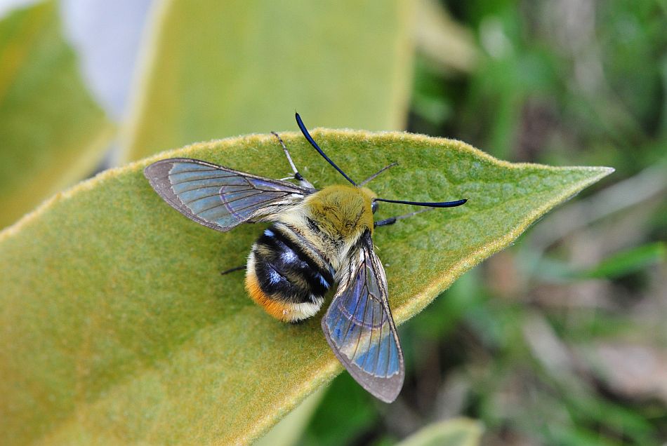 Accoppiamento di Hemaris tityus